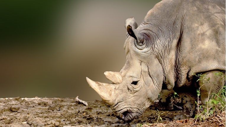 Najstariji njemački nosorog proslavio 50 godina